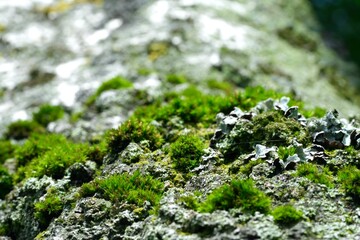 Moss on a tree in spring