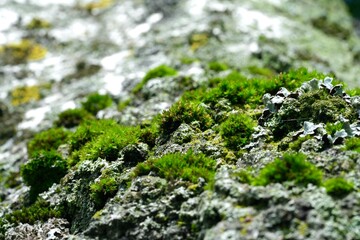 Moss on a tree in spring