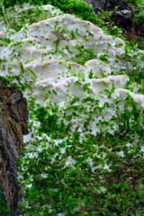 Moss on a tree in spring