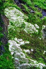 Moss on a tree in spring