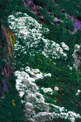 Moss on a tree in spring