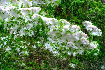 Moss on a tree in spring