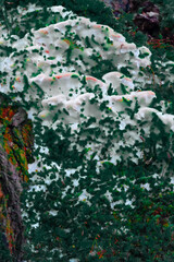 Moss on a tree in spring