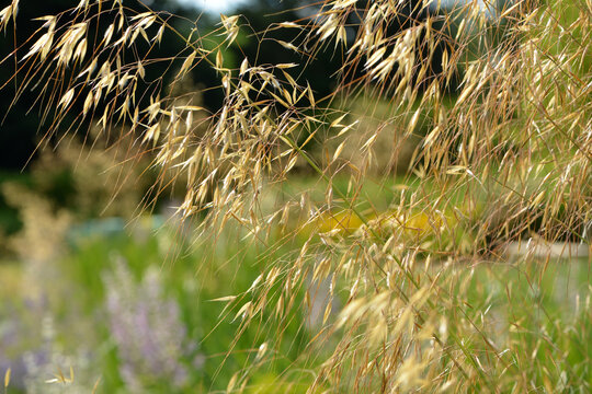Riesen-Federgras, Stipa gigantea