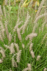 Lampenputzergras, Pennisetum alopecuroides