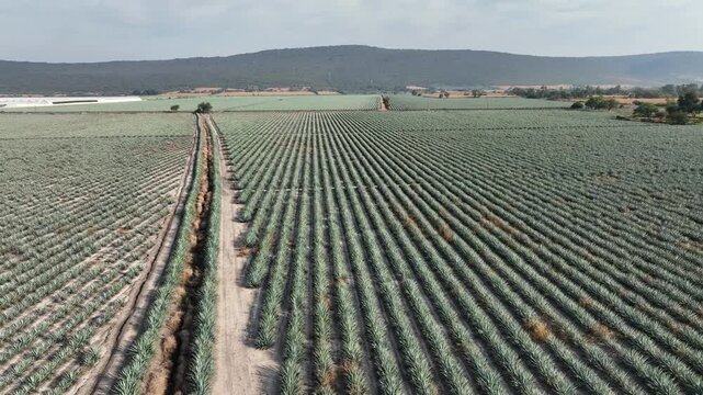 Flight over Mexican agave plants, ready to be transformed into tequila