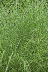 Chinaschilf, Miscanthus sinensis, Morning Light