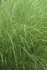 Chinaschilf, Miscanthus sinensis, Morning Light