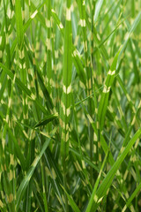Chinaschilf,  Miscanthus sinensis, Strictus