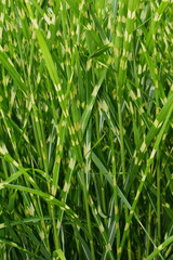 Chinaschilf,  Miscanthus sinensis, Strictus