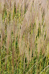 Chinaschilf, Miscanthus sinensis, Silber-Sonne