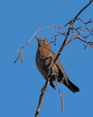 Female Blackbird posing on a Branch before sunny blue Sky in the late Autumn of 2025 in Germany. High quality photo