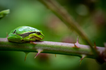 close up of a tree frog