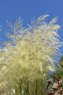 Pampagras, Cortadeira selloana, Sunningdale Silver