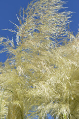 Pampagras, Cortadeira selloana, Sunningdale Silver