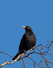 Female Blackbird posing on a Branch before sunny blue Sky in the late Autumn of 2025 in Germany. High quality photo