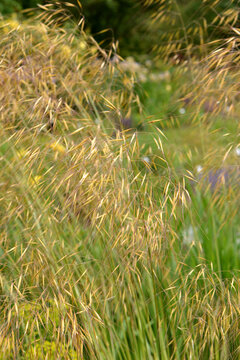 Riesen-Federgras, Stipa gigantea