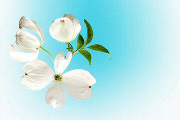 Beautiful Cornus dogwood flowers and leaves in the center on smooth pastel blue gradient background; decorative layout, fresh spring botanical style.
