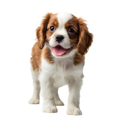 Adorable Standing Cavalier King Charles Spaniel Puppy with a Sweet Smile