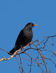 Female Blackbird posing on a Branch before sunny blue Sky in the late Autumn of 2025 in Germany. High quality photo