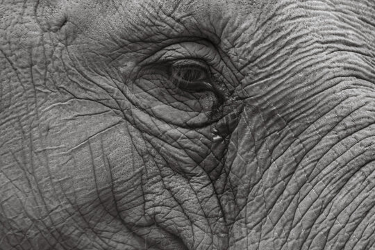 close-up of the eye of an elephant in black and white - Powered by Adobe