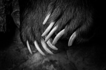close up of the paws of a bear in black and white
