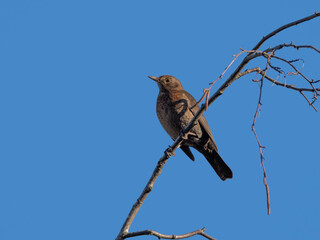 Female Blackbird posing on a Branch before sunny blue Sky in the late Autumn of 2025 in Germany. High quality photo