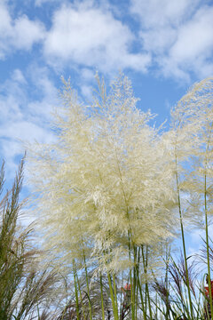 Pampagras, Cortadeira selloana, Sunningdale Silver