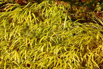 Japan-Berggras, Hakonechloa macra‚ Stripe it Rich