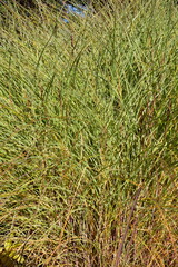 Chinaschilf, Miscanthus sinensis, Morning Light