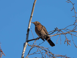 Female Blackbird posing on a Branch before sunny blue Sky in the late Autumn of 2025 in Germany. High quality photo
