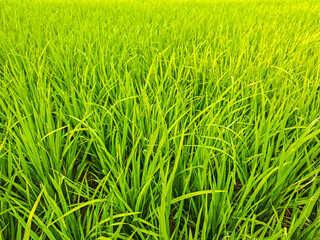 Lush green paddy field, a vibrant display of nature's beauty, perfect for backgrounds or evoking freshness. Its serene ambiance will make it ideal for design projects and artistic works.