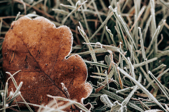 Close-up of fallen brown dry oak leaves covered in frost on a cold autumn morning. Leaf and grass macro shot, a frosty scene of first snowy weather