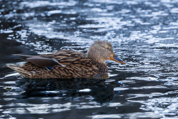 mallard duck swimming on the surface of a pond in the morning light