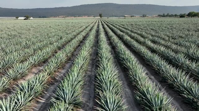 Day flying over agave landscape, in Jalisco Mexico where the mountains can be seen in the background on a very sunny day
