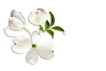 Beautiful Cornus dogwood flower with four delicate white petal, green leaves on a transparent background.  Botanical spring blossom, natural soft texture, realistic detail, wedding decor