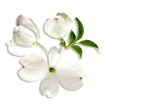 Beautiful Cornus dogwood flower with four delicate white petal, green leaves on a transparent background.  Botanical spring blossom, natural soft texture, realistic detail, wedding decor