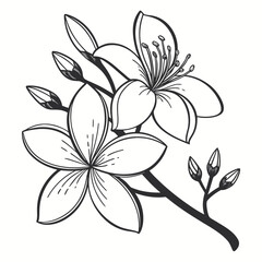 Line Art Sketch of a Flowering Branch with Buds on White Background Keywords: flower, floral