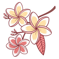 Colorful Illustration of Plumeria Flowers and Buds on White Background Keywords: plumeria