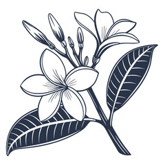 Outline Drawing of Plumeria Flowers and Buds on White Background Keywords: plumeria, frangipani