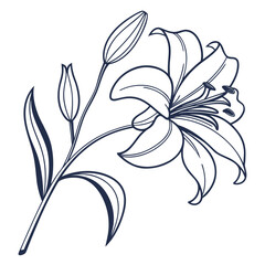 Line Drawing of a Lily Flower and Buds on White Background Keywords: lily, flower, floral