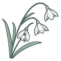 Three Delicate Snowdrops with Green Leaves on White Background flower floral