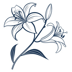 Outline Illustration of Two Lilies and Buds on White Background Keywords: lily, flower, floral