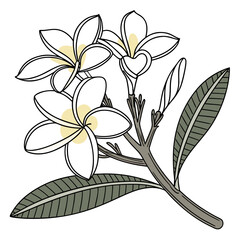 White Plumeria Flowers and Leaves with Yellow Centers on White Background frangipani