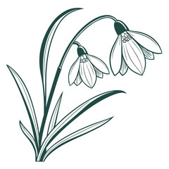 Two Dark Green Snowdrops with Leaves on White Background flower floral