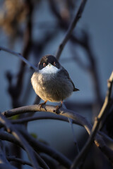 Sardinian Warbler perched on a branch in the light of an autumn morning