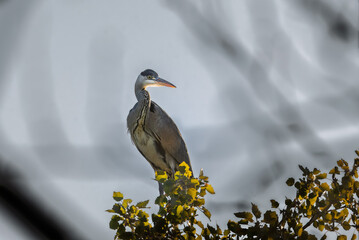 Grey heron perched high in a tree in the light of an autumn morning