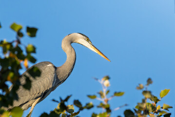 Grey heron perched high in a tree in the light of an autumn morning