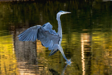 Grey heron fishing in a pond in the light of an autumn morning
