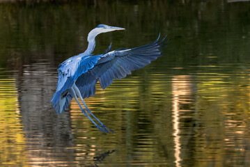 Grey heron fishing in a pond in the light of an autumn morning